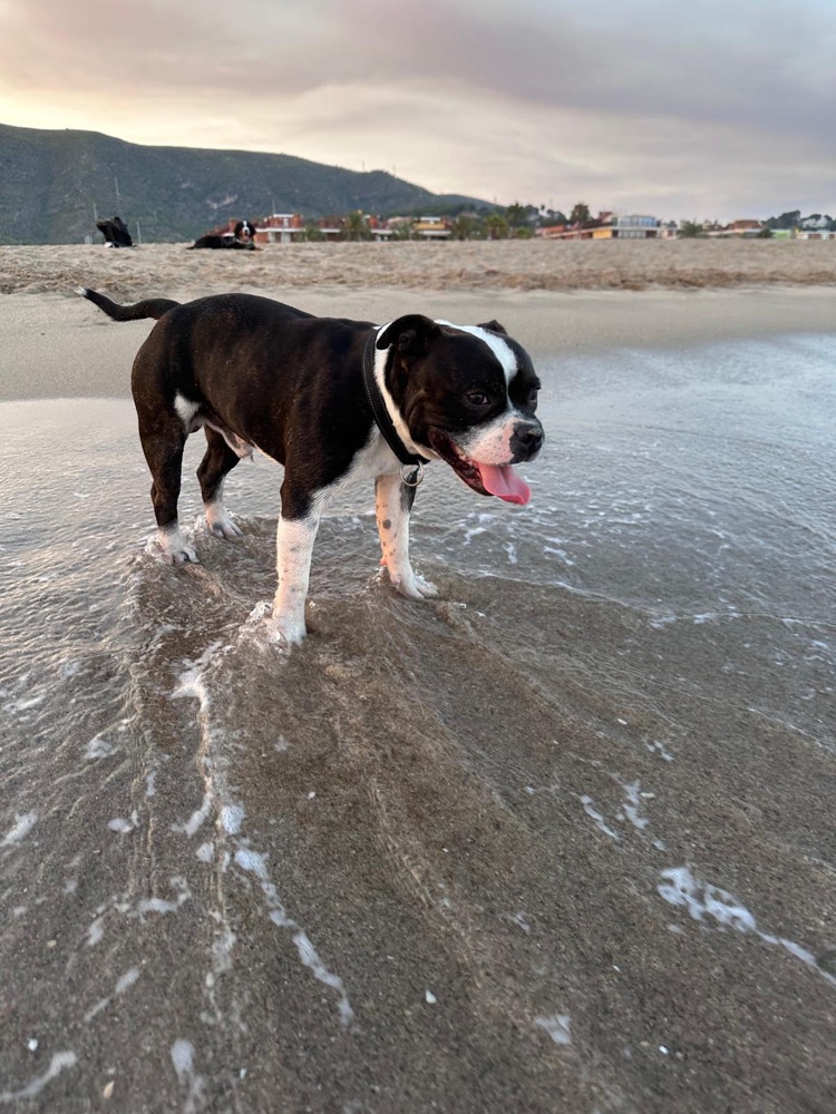 Paseos por la playa al atardecer